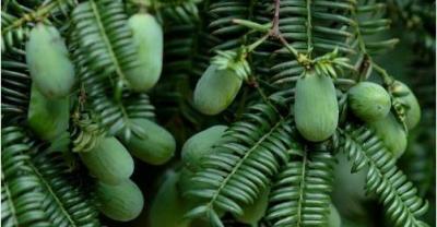 The Origin of the planting Base of Panax quinquefolium