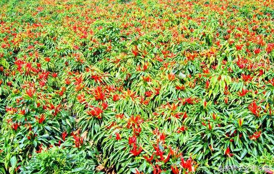 This is how experts teach you to master the new planting techniques of Chaotian pepper.