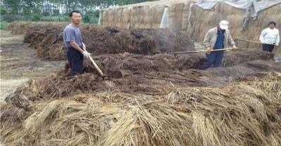 Conservation, management and culture methods and benefits of pocket coconut