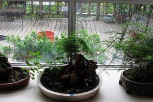 Maintenance skills of asparagus bonsai on rockery