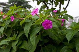 Introduction to the price of how to raise purple jasmine