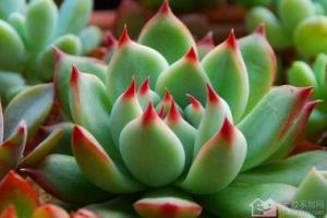 How to raise the lovely succulent plant rainbow jade