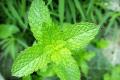 What are the effects and effects of peppermint leaves