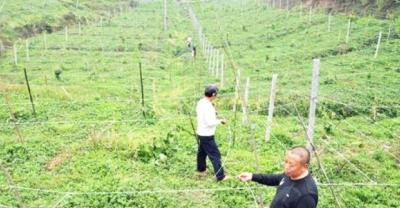 Planting and growth characteristics and cultivation techniques of Pearl Guava