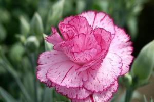 How to plant potted carnations? how to prune potted carnations?