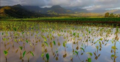 Vegetable farmers are rushing to harvest taro on the west bank of the Weihe River.