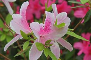 When azaleas bloom? can you control the blooming time of azaleas?