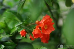 How to grow bright and beautiful pomegranate flowers