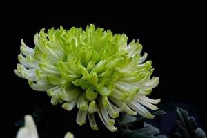 How to plant potted chrysanthemum chrysanthemum