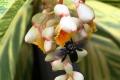 Control of diseases and insect pests of ginger flower