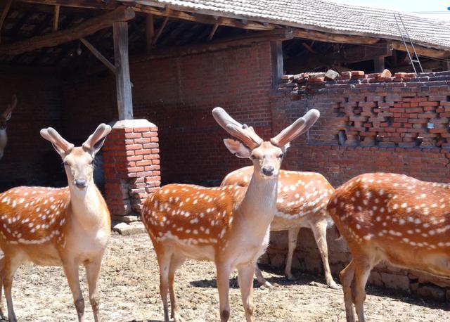 The sika deer bred in the rural areas of Northeast China is full of treasures and has high economic value.