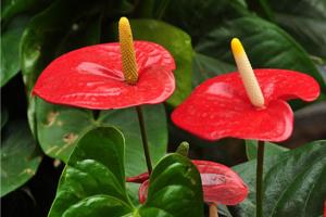 Pay attention to many kinds of watering Anthurium andraeanum. Know more about watering methods of Anthurium andraeanum before raising.