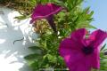 A complete Collection of Disease and Pest Control of Petunia