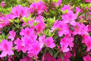 Is it easy to raise azaleas? introduction to the key factors of raising azaleas well