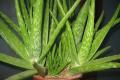 How to eat Aloe Vera