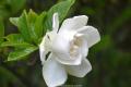 What is the flower language of gardenia?