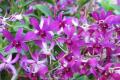 What are the efficacy and effects of Dendrobium?