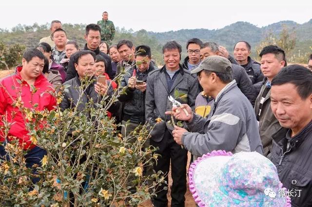 Training course on planting and Management of Camellia oleifera held in Changting County