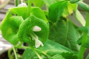 What are the culture methods of potted shell flowers?