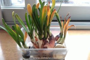 How to save the daffodils when they wither