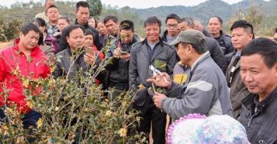 How much does it cost to plant teeth in Shenzhen?