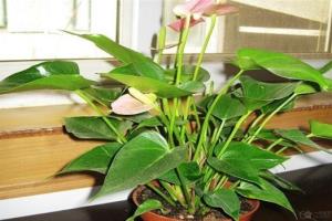 Can Anthurium andraeanum bask in the sun? Anthurium can't be insolated directly.