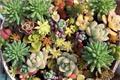 Maintenance skills of succulent plants in Autumn