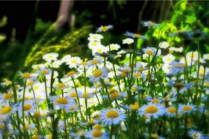 What's the use of fresh and lovely daisies?