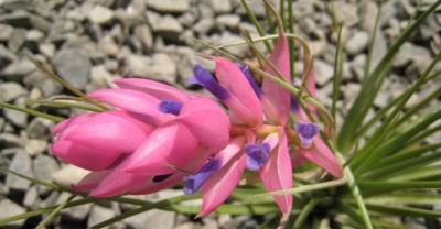 The knack of plant culture, growing flowers is no longer afraid to die.