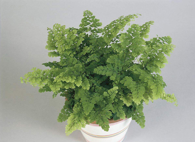 Culture methods and matters needing attention of Dryopteris Dryopteris