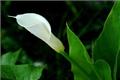 Introduction to the propagation methods of calla lilies