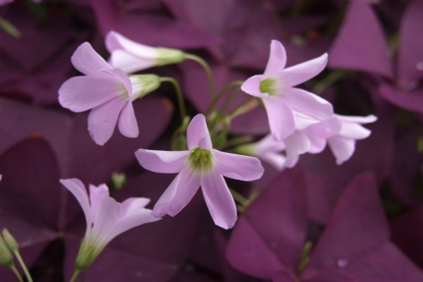 Symptoms and Treatment of Myzus persicae Disease in Oxalis purpurea