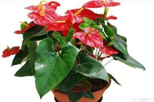 How to yellowing Anthurium andraeanum flowers? it is necessary to find out the cause of yellowing in time.