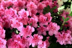 Is azaleas poisonous? it is not recommended to put azaleas in the bedroom.