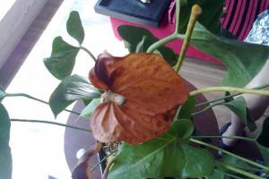 How to find out the cause of Anthurium andraeanum flower heart blackening? symptomatic nursing.