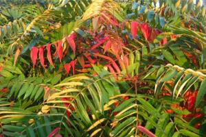 The planting method of Torch Tree cultivation techniques of Torch Tree