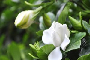 How to cultivate potted gardenia and grasp 7 key points to make gardenia bloom brilliantly