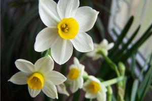 Are domestic daffodils poisonous?