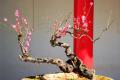 How to grow plum blossom in potted plants