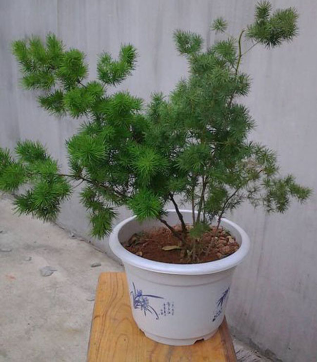 Culture methods and matters needing attention of Penglai pine