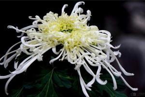 What kinds of chrysanthemums are there? can you recognize all the chrysanthemums?