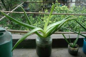 Understand the growth habits of aloe to make aloe grow better. Can aloe bask in the sun?