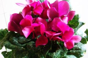 How to maintain cyclamen needs to be taken care of carefully