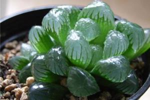 The best variety of jade dew how to cultivate ice lantern jade dew