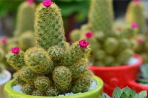 How to raise cactus in potted cactus, it is easy to raise cactus and should not be neglected.