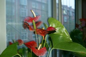 Anthurium andraeanum at home, okay? let's look at the analysis of fengshui theory.