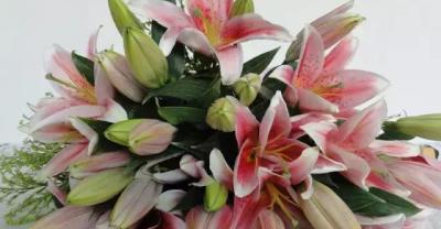 Planting method and Propagation of Flowers-- Cymbidium