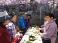 The wisteria in Chiayi County blossoms in March and launches a tea mat under flowers.