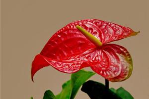 Anthurium andraeanum is bright and suitable for viewing. Can you put it in the bedroom?