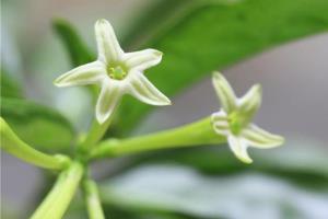 How to breed evening primrose